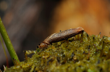 Caddisfly, Trichoptera, larvae in its case crawling on the green moss on a red background