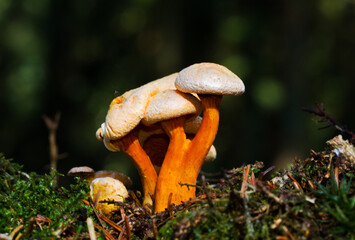 Group of False  chanterelles, growing in a thick layer of moss and pine needle litter