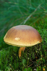 Bay bolete growing in thick layer of moss