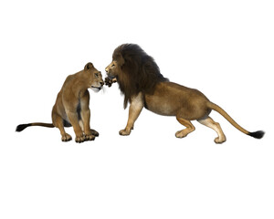 lion and lioness love game isolated on transparent background. 3D rendering. PNG
