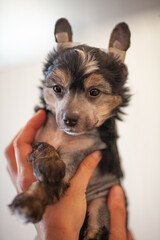 Chinese crested dog puppy being hold in a hand