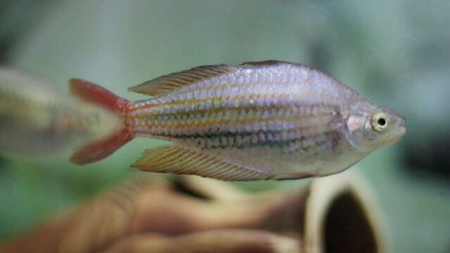 Close-up melanotaenia fish swims in the water. Selective focus on fish with blured background.