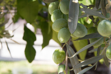 Olives on an olive tree branch - close up outdoors shot.