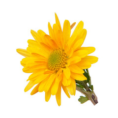 Beautiful pretty yellow chrysanthemum flower daisy isolated on the white background
