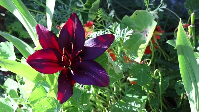 Deep maroon flowers lily mapira asiatic bloomed in flower bed in gardeners garden.