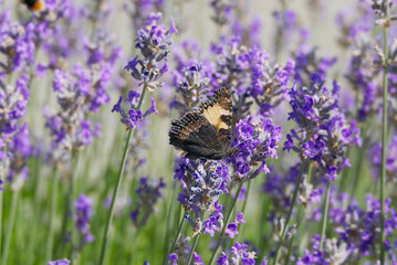 Small tortoiseshell butterfly (Aglais urticae) with closed wings perched on lavender plant in Zurich, Switzerland