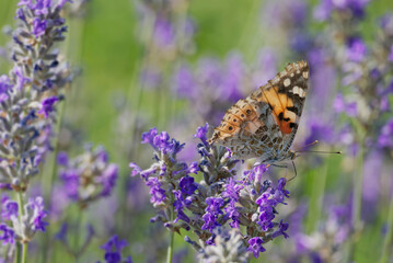 Painted Lady (Vanessa cardui) butterfly perched on lavender in Zurich, Switzerland