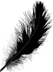 single fluffy black silhouette of feather isolated on white
