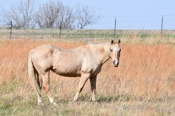 Obraz premium Brown Horse