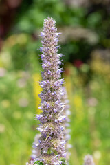 Close up of a giant hyssop flower in bloom