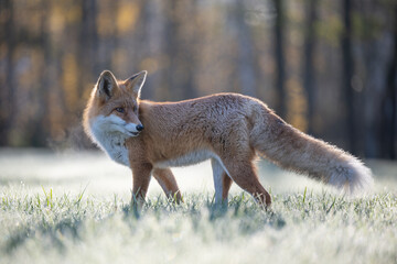 Curious young red fox portrait in the wild on a frosty morning.