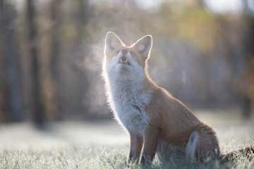Curious young red fox portrait in the wild on a frosty morning.
