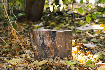 Stumped tree in the forest
autumn leaves on the stump in the forest