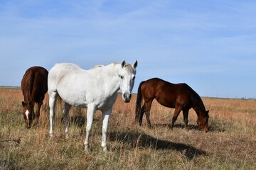 Obraz na płótnie Canvas Horses in a Farm Field
