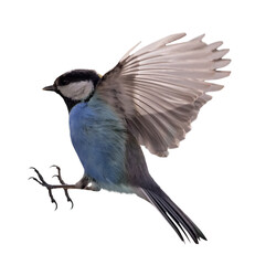 isolated small blue tit in fast flight