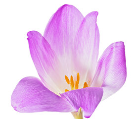 large single lilac and white crocus bloom