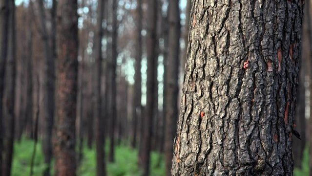 Pine forest after a large scale fire in France, Landscape of a burnt forest, Dead forest after fires, New green vegetation after a forest fire, High quality photo