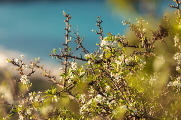 Sardinian wild pear tree blossoming against emerald sea