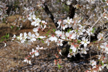 Almond blossoms in a city park in northern Israel.
