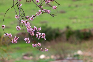 Almond blossoms in a city park in northern Israel.