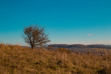 Fototapeta premium Mountain landscape with a trees 