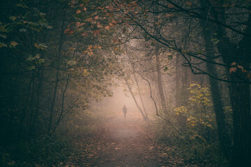 Person walking on footpath in foggy autumnal woodland