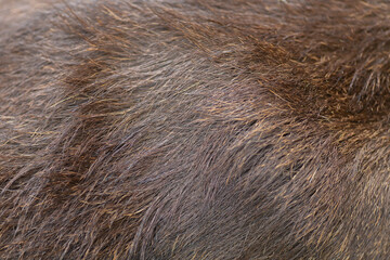 Moose adult brown fur close up texture for backgrounds or another graphic work