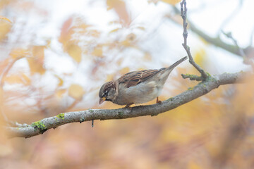 Wild brown sparrow on branch, fall autumn background, soft