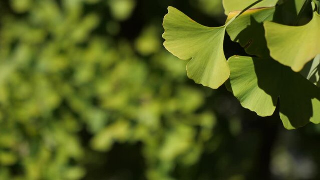 ginkgo leaves blowing in the wind video