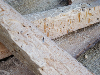 Beech wood damaged by bark beetles