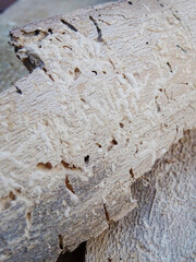 Beech wood damaged by bark beetles