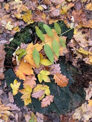 Tree scenic stump covered with colourful autumn leaves. Autumn season in the forest.
