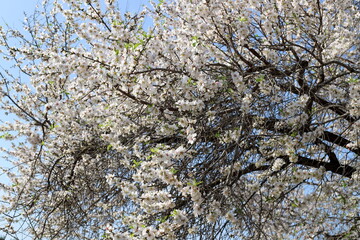 Almond blossoms in a city park in northern Israel.