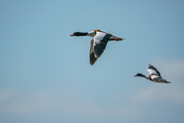 Shelduck (Tadorna tadorna) flying against a blue sky background