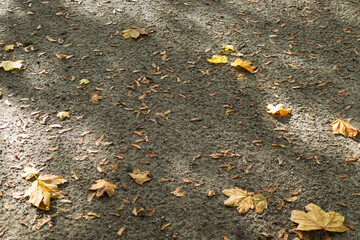 Abstract nature background with yellow and brown autumn foliage on ground in park in Brussels, Belgium.
