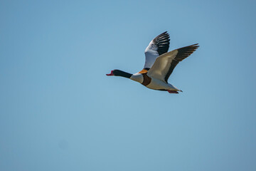 Shelduck (Tadorna tadorna) flying against a blue sky background