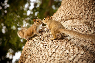 Grey Squirrels kissing