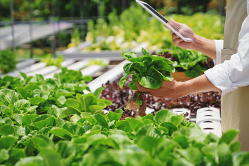 Fresh vegetable hydroponic system..Organic vegetables salad growing garden hydroponic farm Freshly...