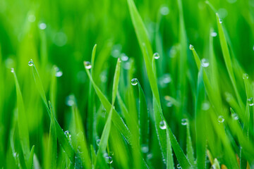 Fototapeta na wymiar Dew drops on young sprouts of winter wheat close-up.