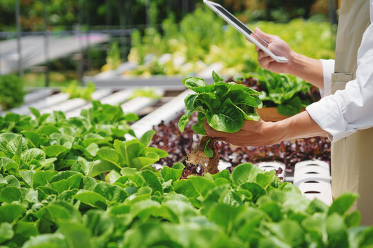 Fresh vegetable hydroponic system..Organic vegetables salad growing garden hydroponic farm Freshly harvested lettuce organic for health food Earths day concept.