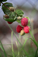 Raspberries on the bush