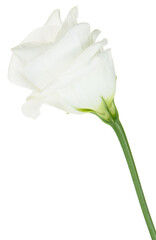 white flower isolated on white