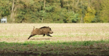 La chasse du sanglier.