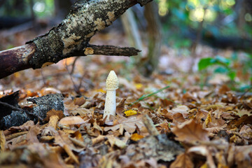 mushrooms on tree