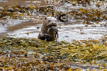 An otter (lutra lutra) emerging from the sea on the Isle of Mull with a freshly caught crab