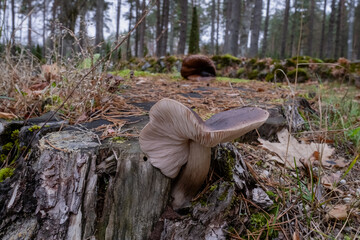 Deer shield Pluteus cervinus mushroom on an old rotten tree trunk in autumn forest