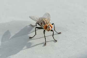 Close up of a fly with wings and legs isolated. A black insect, Animal bug.