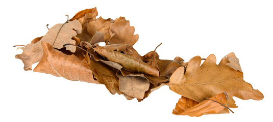 dry oak leaves on white background - 543908087