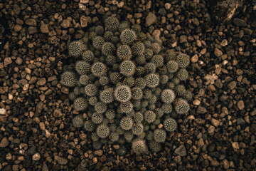 Kleine Kakteen von oben welche zwischen Steine wachsen