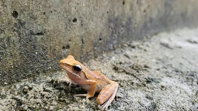 a tree frog playing on a concrete wall after rain (Polypedates leucomystax), Polypedates pseudotilophus.Indonesian tree frog